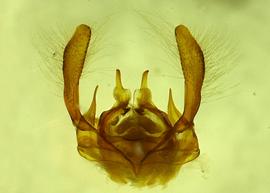   Anthidium chamelense  male dorsal genitalia, photo from Gonzalez and Griswold 2013 
